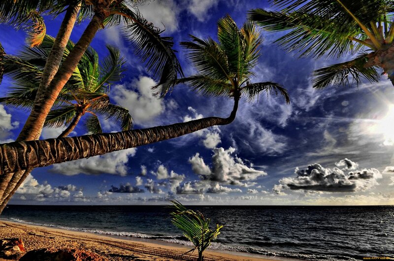Palm Trees on Beach — Blue, Dramatic, Sunset, Photograph, Ocean, Sky
