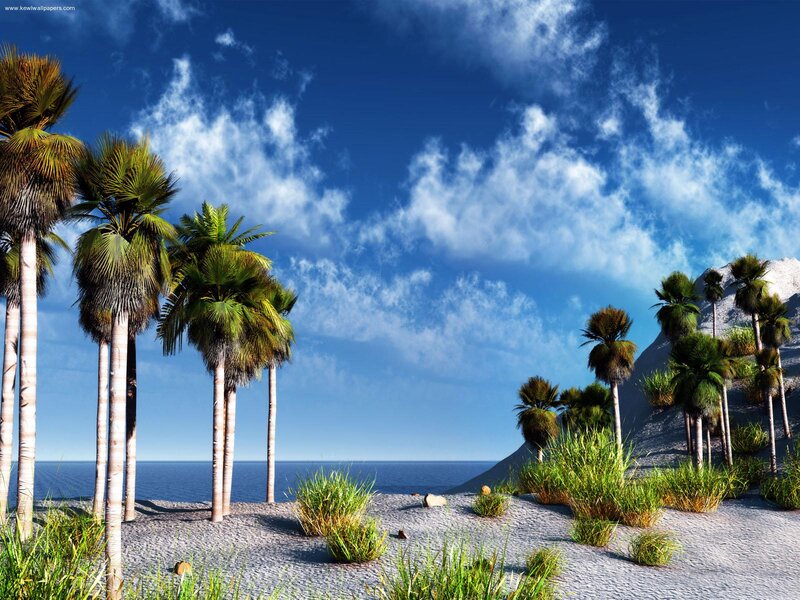 Palm Trees on Beach — Blue, Serene, Afternoon, 3d Render