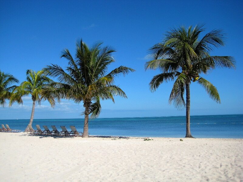 Palm Trees on Beach — Blue, Serene, Afternoon, Photograph, Beach Chairs
