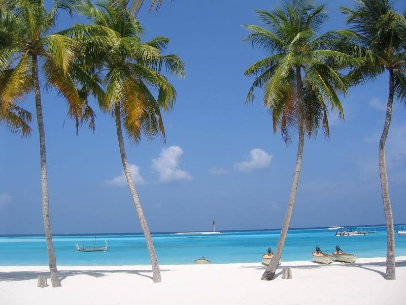 Palm Trees on Beach — Blue, Serene, Afternoon, Photograph, Boats