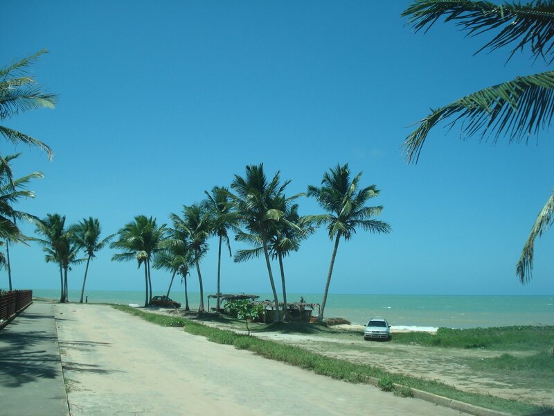 Palm Trees on Beach — Blue, Serene, Afternoon, Photograph, Cars
