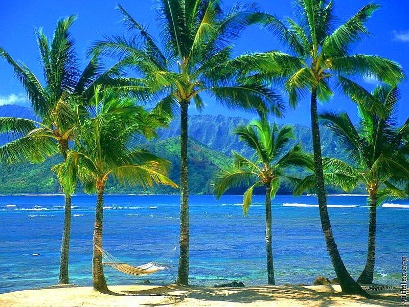 Palm Trees on Beach — Blue, Serene, Afternoon, Photograph, Hammock, Ocean, Mountains