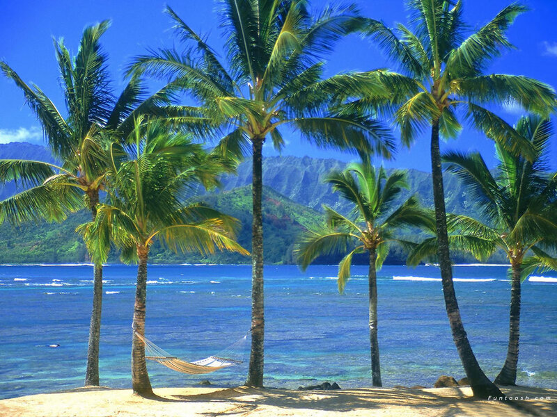 Palm Trees on Beach — Blue, Serene, Afternoon, Photograph, Hammock, Ocean