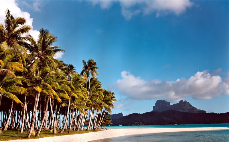 Palm Trees on Beach — Blue, Serene, Afternoon, Photograph, Mountain, Ocean