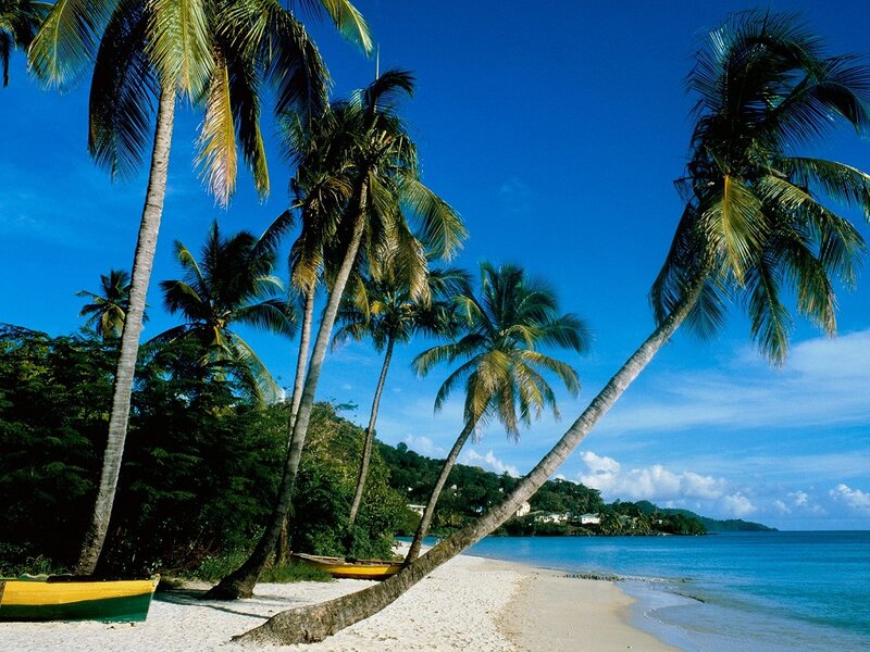 Palm Trees on Beach — Blue, Serene, Afternoon, Photograph, Ocean, Boat