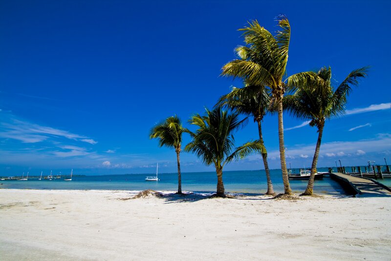 Palm Trees on Beach — Blue, Serene, Afternoon, Photograph, Ocean, Boats, Dock