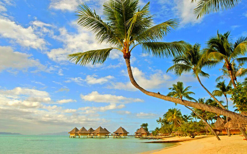 Palm Trees on Beach — Blue, Serene, Afternoon, Photograph, Ocean, Bungalows