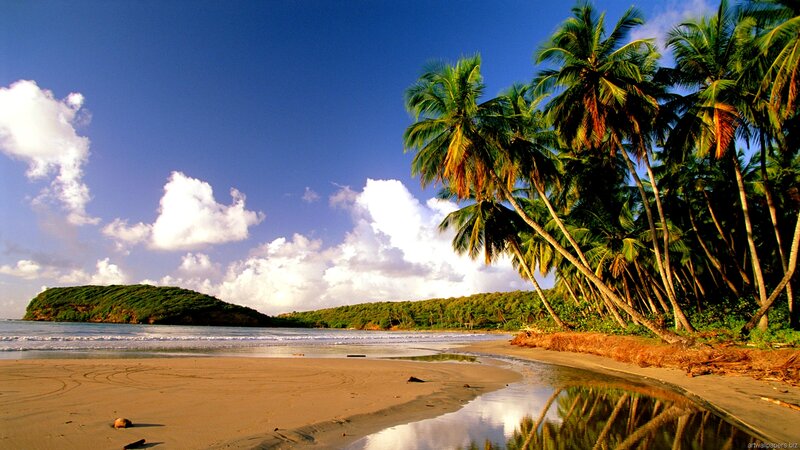 Palm Trees on Beach — Blue, Serene, Afternoon, Photograph, Ocean, Clouds, Island