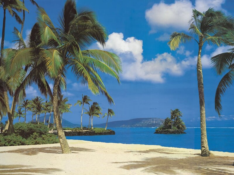 Palm Trees on Beach — Blue, Serene, Afternoon, Photograph, Ocean, Island