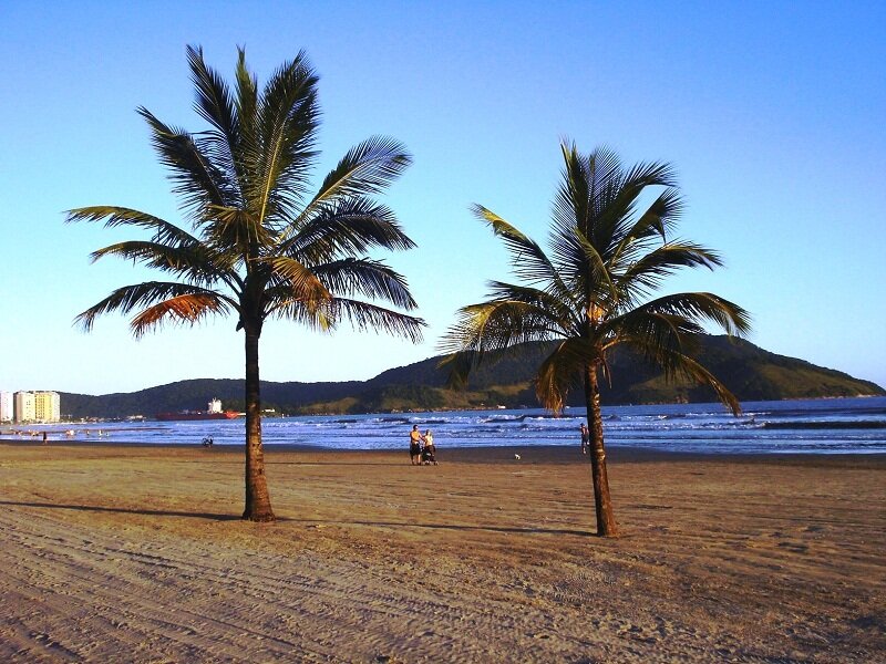 Palm Trees on Beach — Blue, Serene, Afternoon, Photograph, Ocean, Mountain