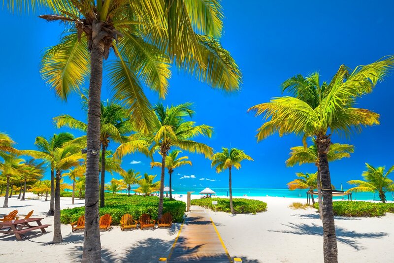 Palm Trees on Beach — Blue, Serene, Afternoon, Photograph, Ocean, Path