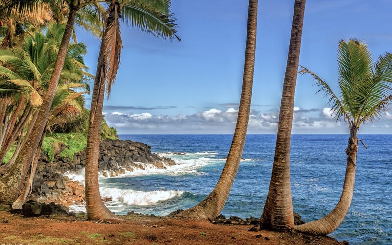 Palm Trees on Beach — Blue, Serene, Afternoon, Photograph, Ocean, Rocks