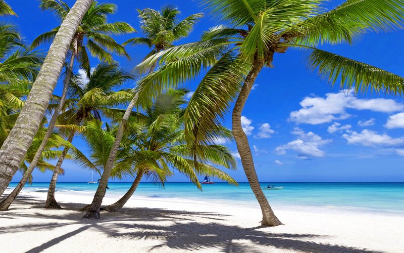 Palm Trees on Beach — Blue, Serene, Afternoon, Photograph, Ocean, Sailboat, Clouds