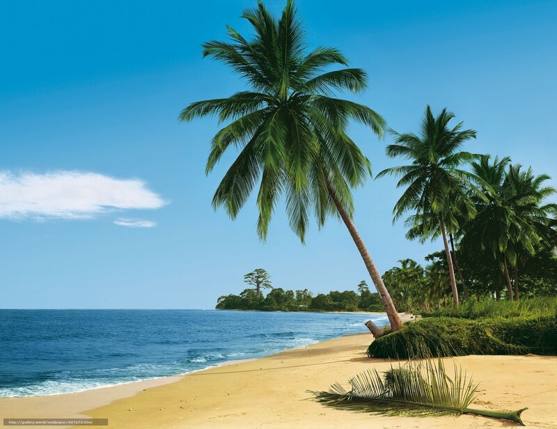 Palm Trees on Beach — Blue, Serene, Afternoon, Photograph, Ocean, Sand, Cloud