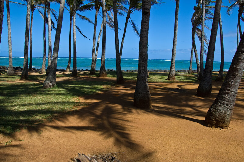 Palm Trees on Beach — Blue, Serene, Afternoon, Photograph, Ocean, Sand, Grass