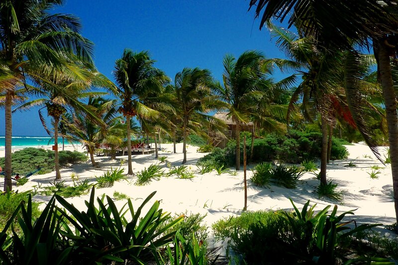 Palm Trees on Beach — Blue, Serene, Afternoon, Photograph, Ocean, Sand, Hut