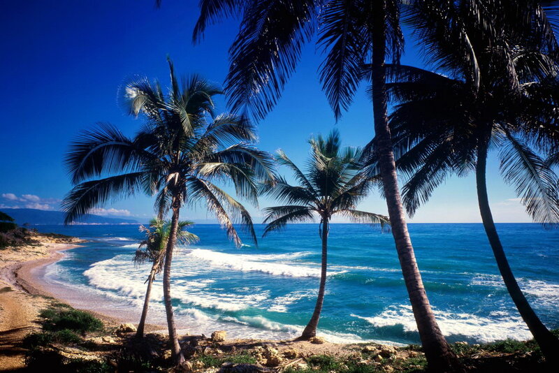 Palm Trees on Beach — Blue, Serene, Afternoon, Photograph, Ocean, Sand, Mountains