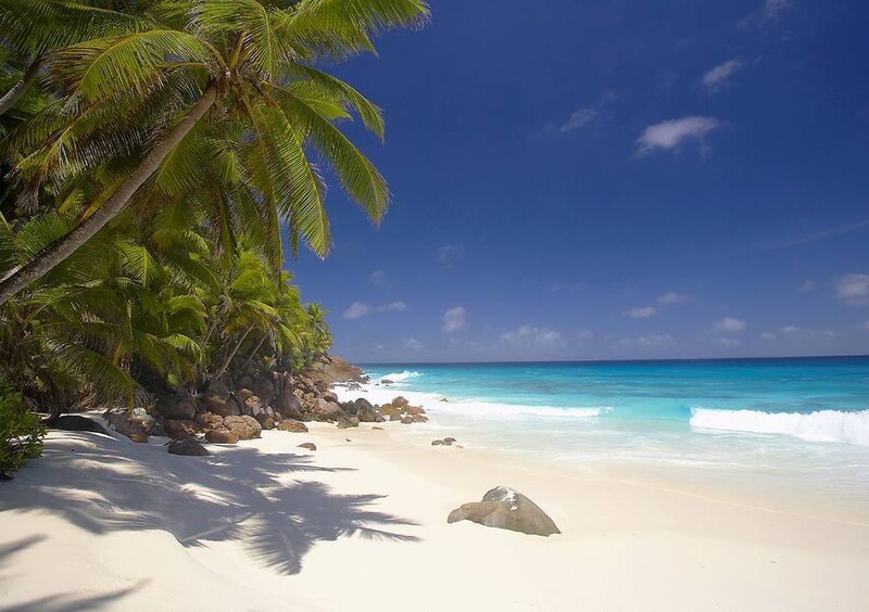 Palm Trees on Beach — Blue, Serene, Afternoon, Photograph, Ocean, Sand, Rocks