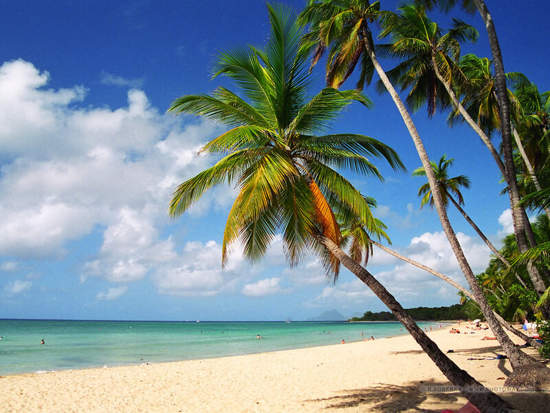 Palm Trees on Beach — Blue, Serene, Afternoon, Photograph, Ocean, Sand