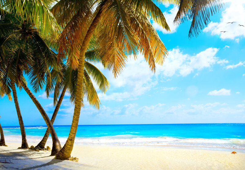 Palm Trees on Beach — Blue, Serene, Afternoon, Photograph, Ocean, Sky, Birds