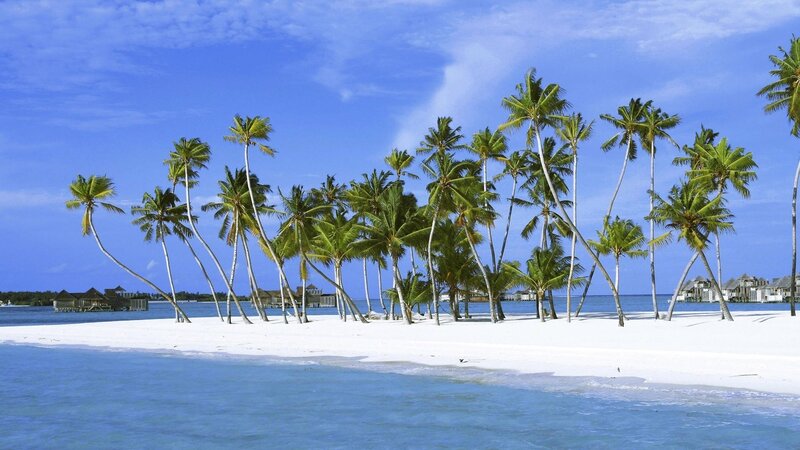 Palm Trees on Beach — Blue, Serene, Afternoon, Photograph, Ocean, Sky, Bungalows