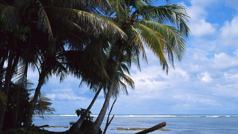 Palm Trees on Beach — Blue, Serene, Afternoon, Photograph, Ocean, Sky, Clouds, Green