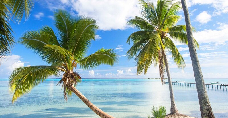Palm Trees on Beach — Blue, Serene, Afternoon, Photograph, Ocean, Sky, Dock