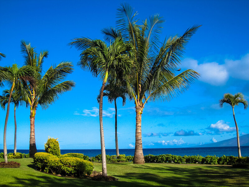 Palm Trees on Beach — Blue, Serene, Afternoon, Photograph, Ocean, Sky, Grass