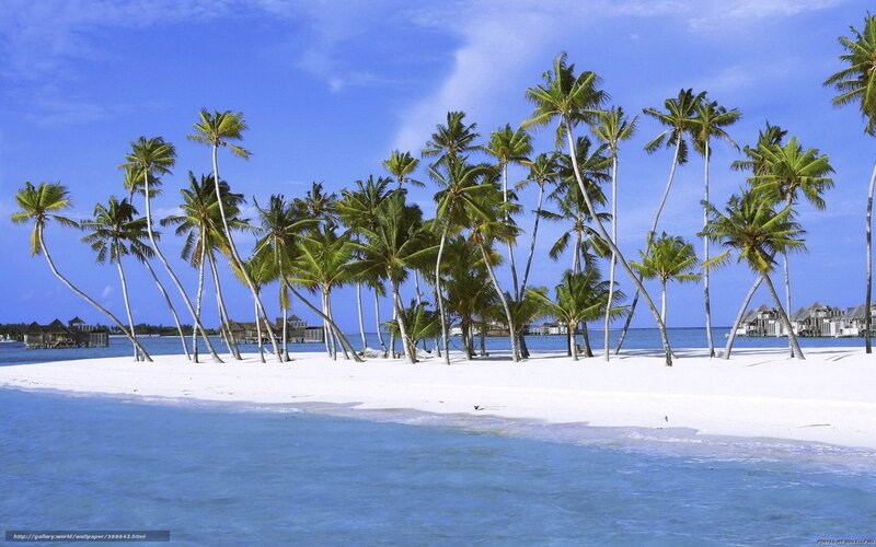 Palm Trees on Beach — Blue, Serene, Afternoon, Photograph, Ocean, Sky, Huts