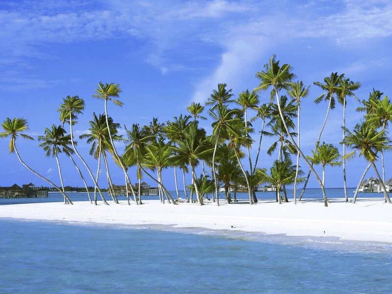 Palm Trees on Beach — Blue, Serene, Afternoon, Photograph, Ocean, Sky, Island