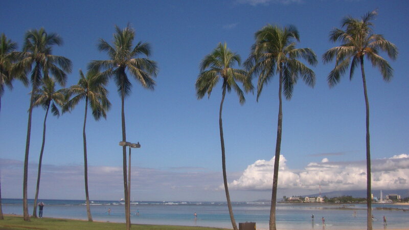 Palm Trees on Beach — Blue, Serene, Afternoon, Photograph, Ocean, Sky, People