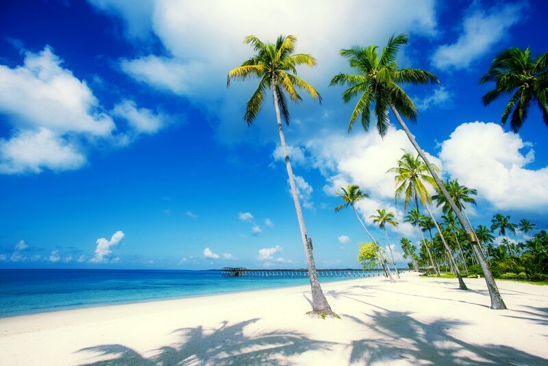 Palm Trees on Beach — Blue, Serene, Afternoon, Photograph, Ocean, Sky, Pier