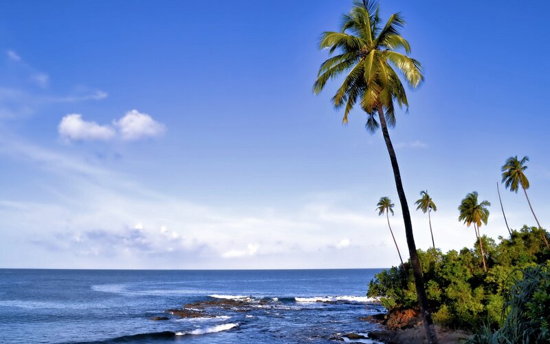 Palm Trees on Beach — Blue, Serene, Afternoon, Photograph, Ocean, Sky, Rocks