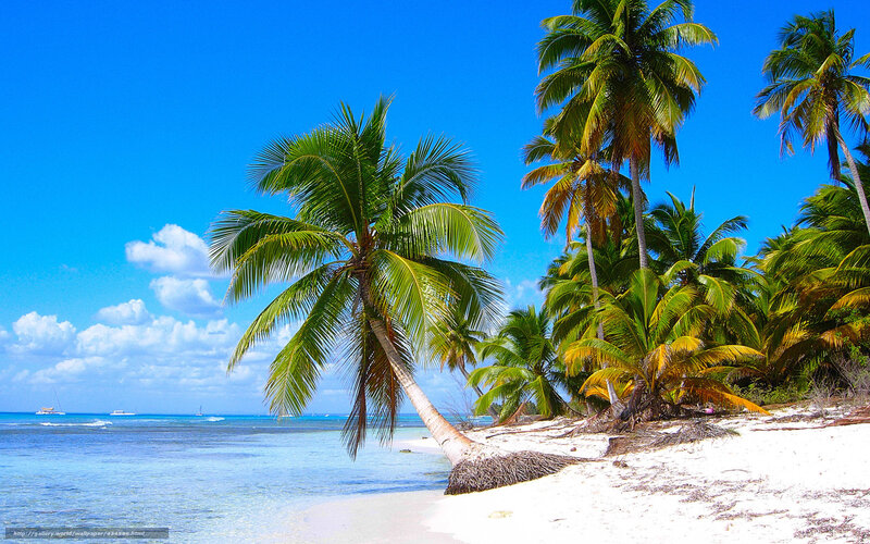 Palm Trees on Beach — Blue, Serene, Afternoon, Photograph, Ocean, Sky, Sailboats