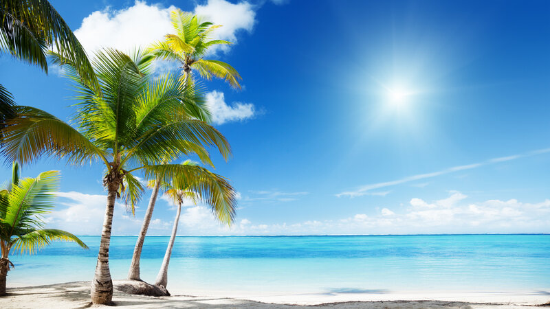 Palm Trees on Beach — Blue, Serene, Afternoon, Photograph, Ocean, Sky, Sun
