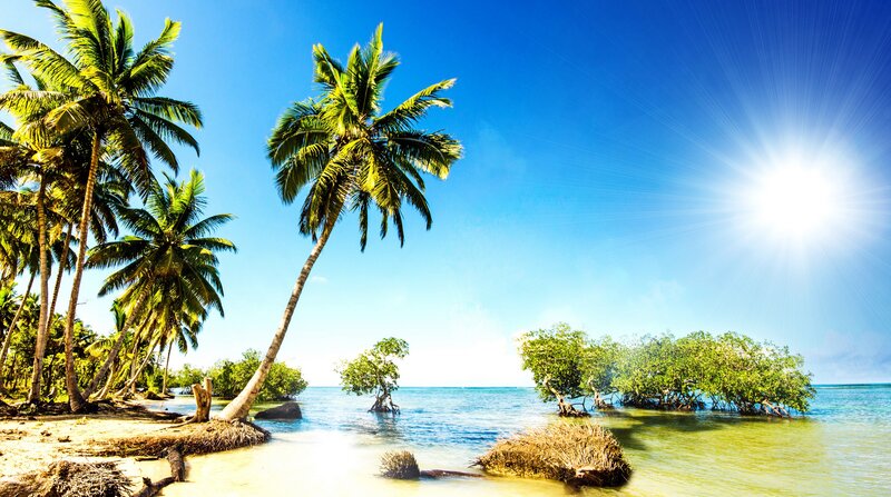 Palm Trees on Beach — Blue, Serene, Afternoon, Photograph, Ocean, Sun
