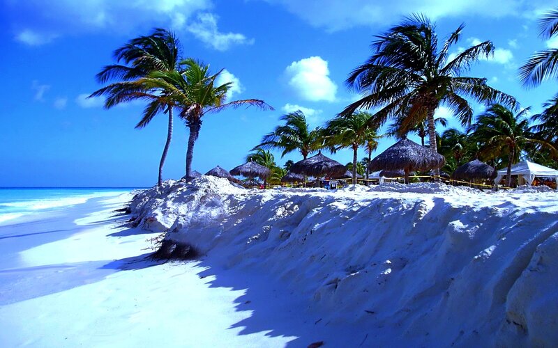 Palm Trees on Beach — Blue, Serene, Afternoon, Photograph, Palms, Thatched Umbrellas