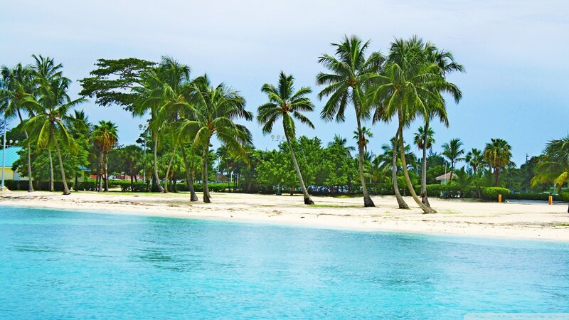 Palm Trees on Beach — Blue, Serene, Afternoon, Photograph, Sand, Ocean, Building