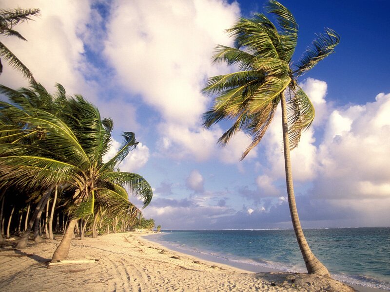 Palm Trees on Beach — Blue, Serene, Afternoon, Photograph, Sand, Ocean, Sky