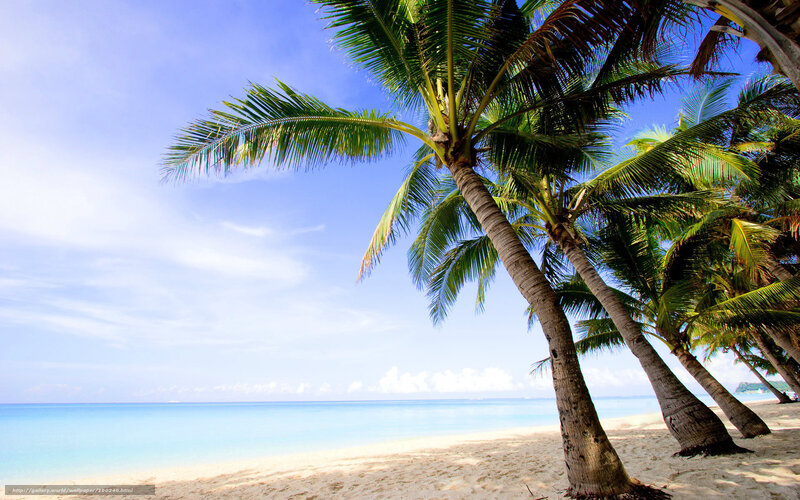Palm Trees on Beach — Blue, Serene, Afternoon, Photograph, Sand, Ocean