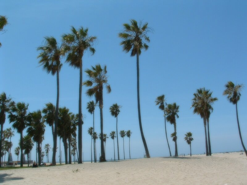 Palm Trees on Beach — Blue, Serene, Afternoon, Photograph, Sand, Sky