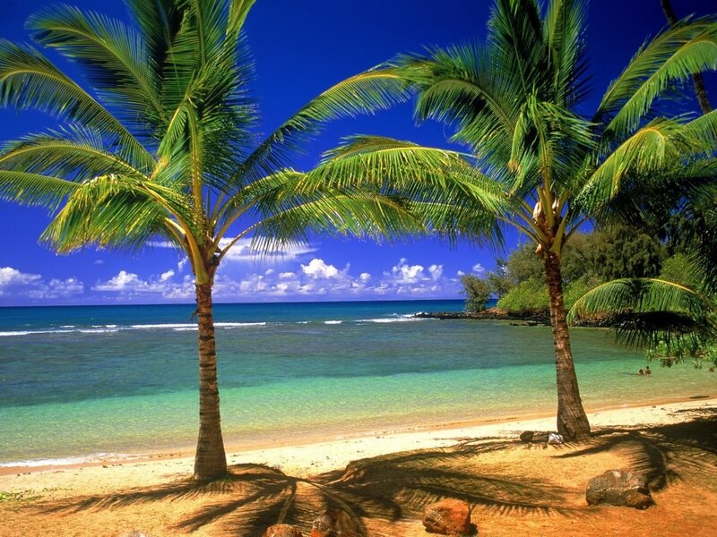 Palm Trees on Beach — Blue, Serene, Afternoon