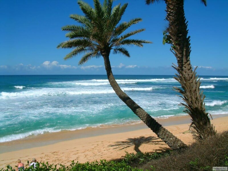 Palm Trees on Beach — Blue, Serene, Daytime, Photograph