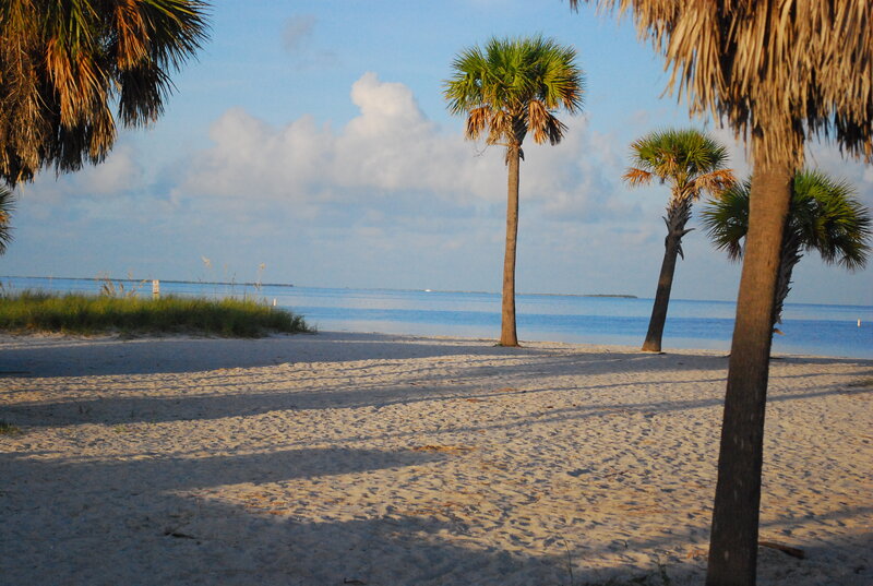 Palm Trees on Beach — Blue, Serene, Morning