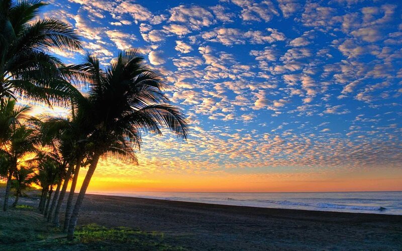 Palm Trees on Beach — Blue, Serene, Sunrise