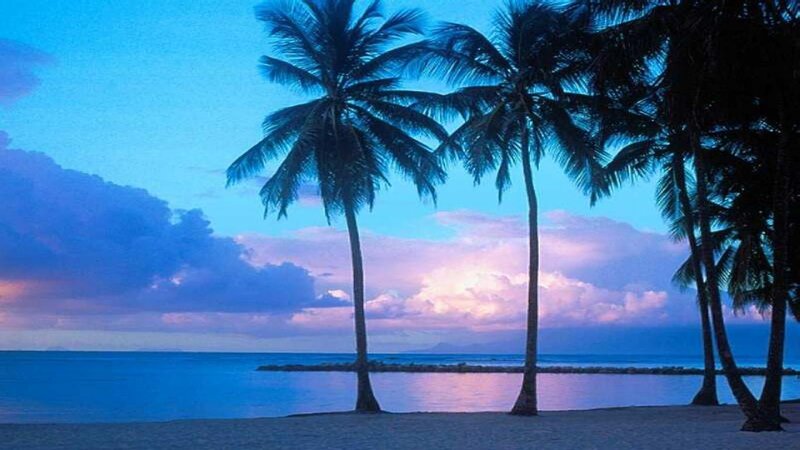 Palm Trees on Beach — Blue, Serene, Sunset, Photograph, Ocean, Sky, Clouds