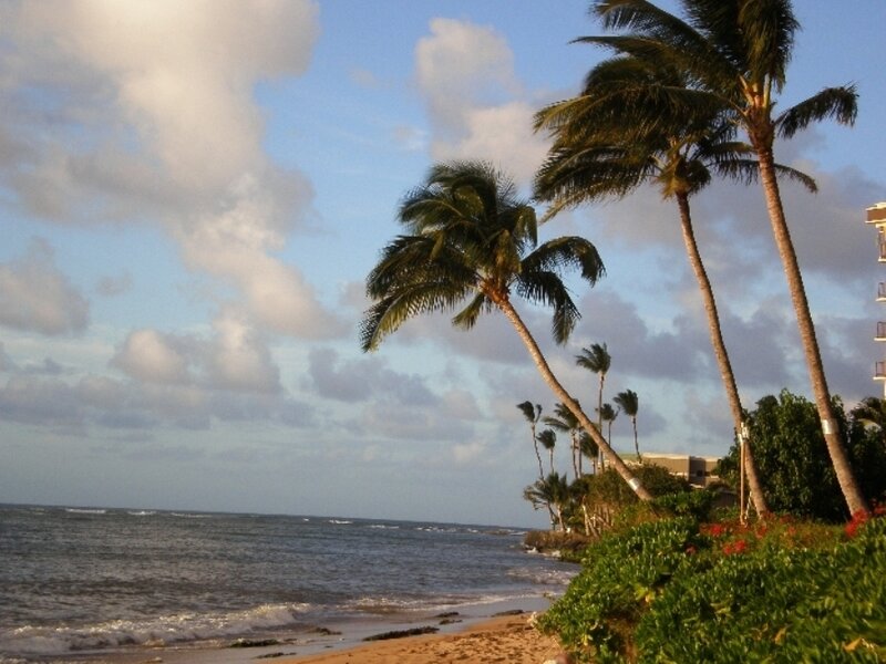 Palm Trees on Beach — Blue, Serene, Sunset, Photograph, Ocean, Sky, Sand, Green