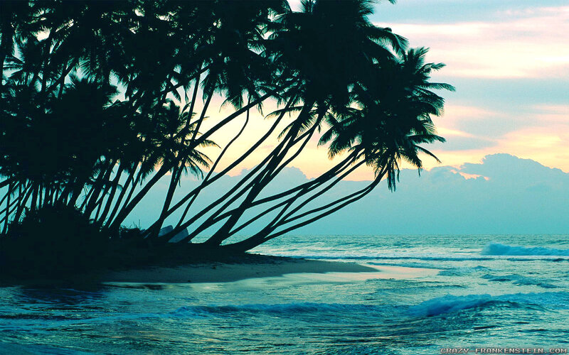 Palm Trees on Beach — Blue, Serene, Sunset, Photograph, Ocean, Sky
