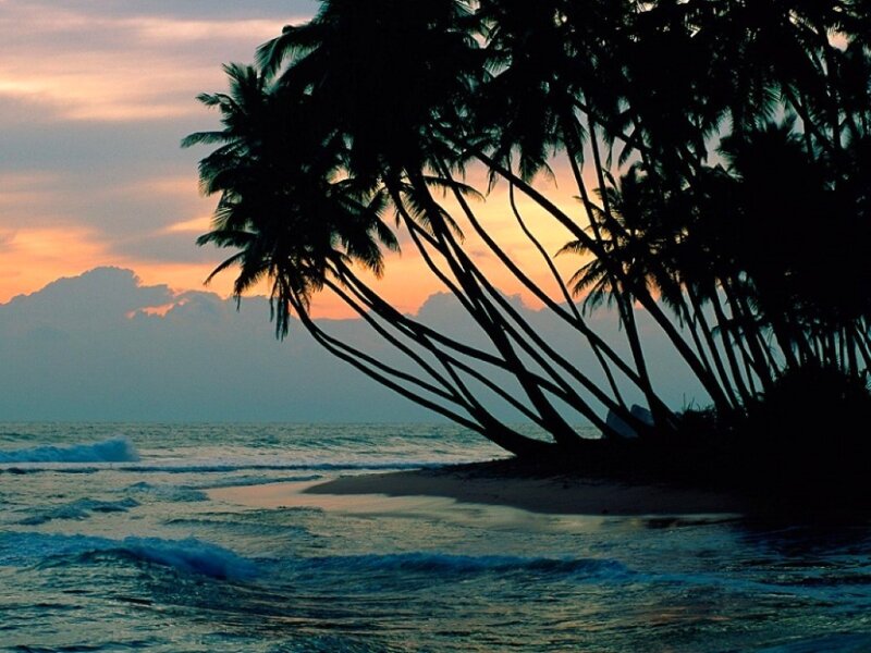 Palm Trees on Beach — Blue, Serene, Sunset, Photograph