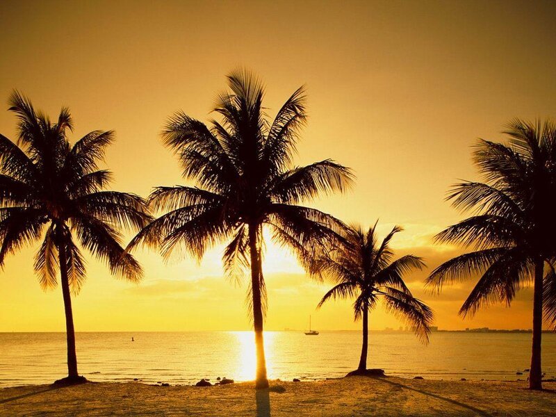 Palm Trees on Beach — Boat